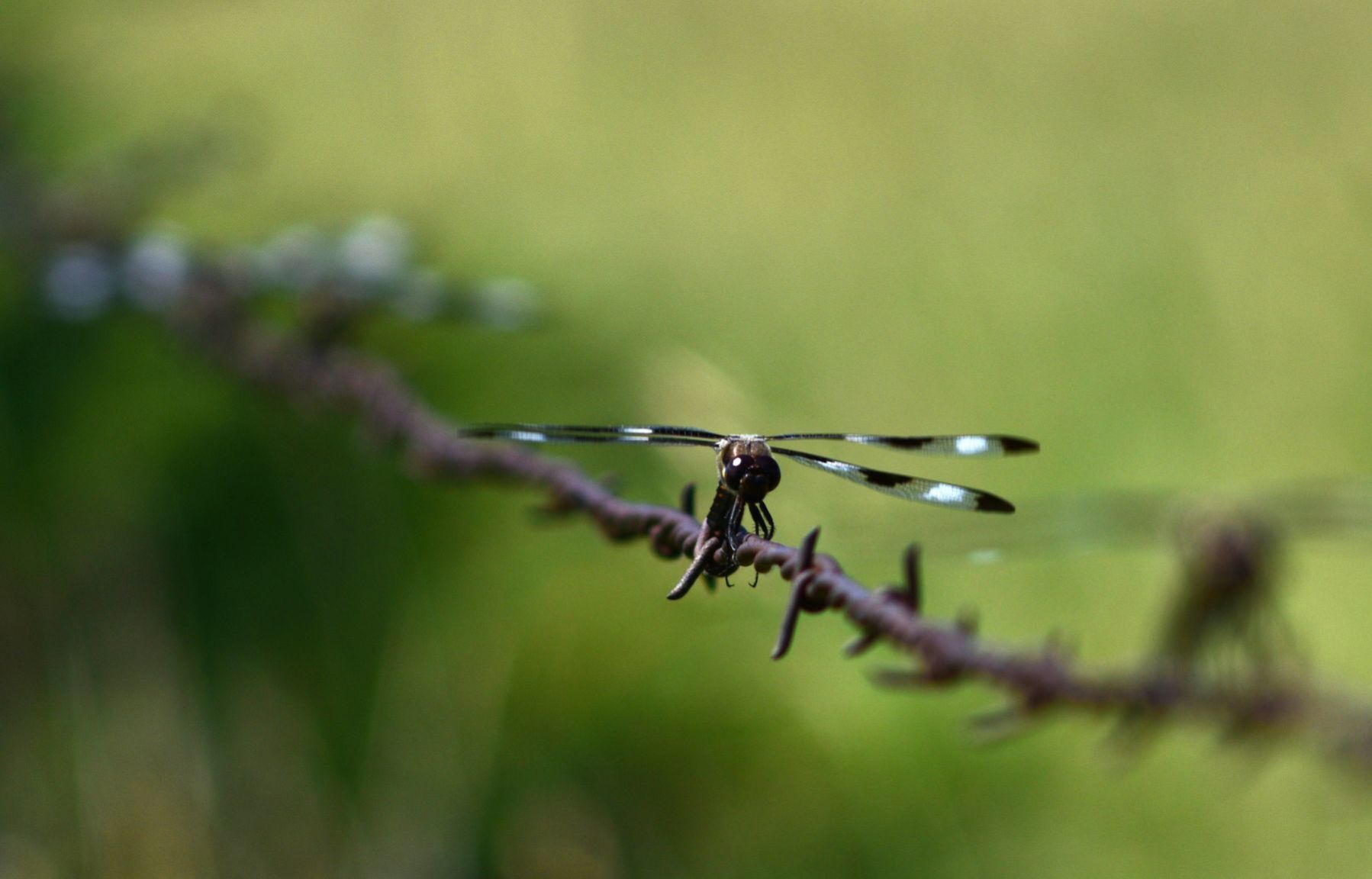 20190714_new_sandhills_pic4